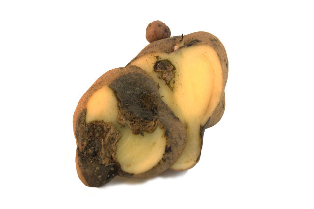 O que realmente causou a fome da batata na Irlanda?