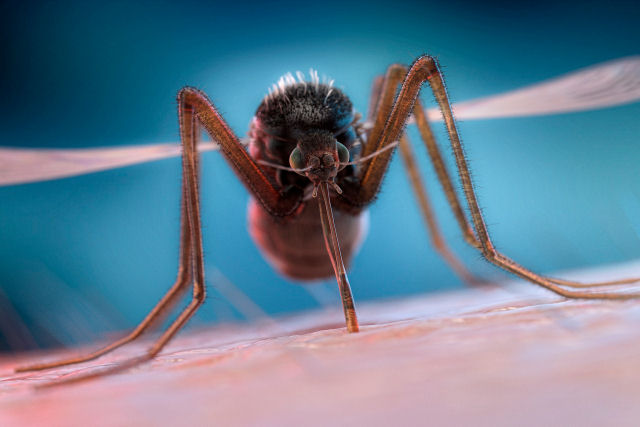 Por que os mosquitos zumbem em nossos ouvidos?