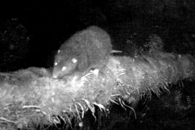 Rato-lanoso-gigante capturado pela cmera pela primeira vez