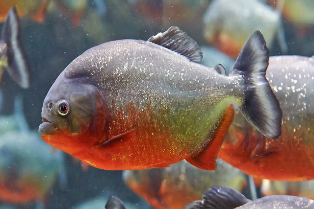 O que realmente acontece quando voc cai em guas infestadas de piranhas?