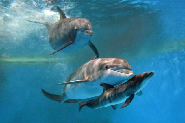 Tratadores de zoolgico registram o raro momento em que uma golfinha d  luz