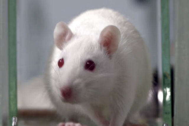Ser que estamos vivendo a era do fim dos ratos de laboratrio?
