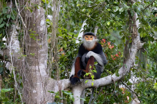 Macaco majestoso colorido se tornou um vizinho querido por milhes de vietnamitas