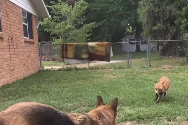 Raposa de estimao ganha um novo tnel para dar 'baile' em co da casa
