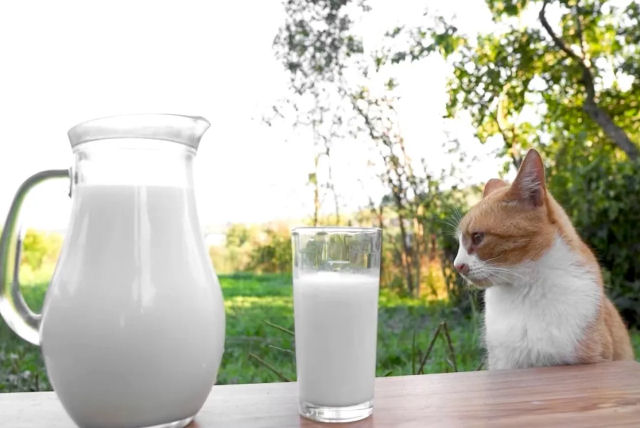 Por que os gatos no devem beber leite de vaca?