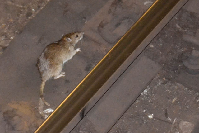 Por que Nova York tem tantos ratos?