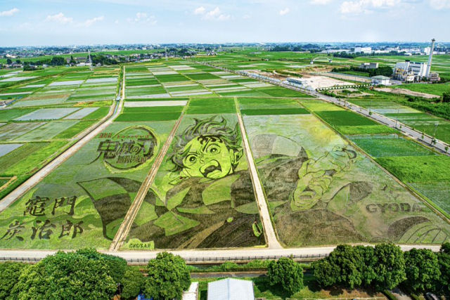 Cidade japonesa famosa por sua arte em arrozais dedica pea deste ano a 