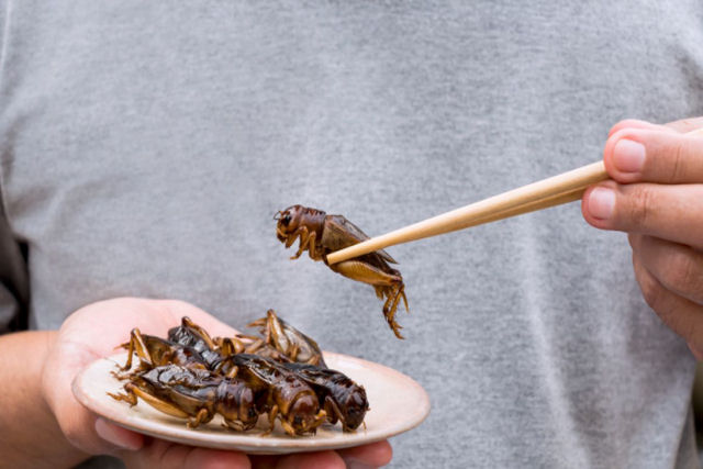 Por que no comemos mais insetos?