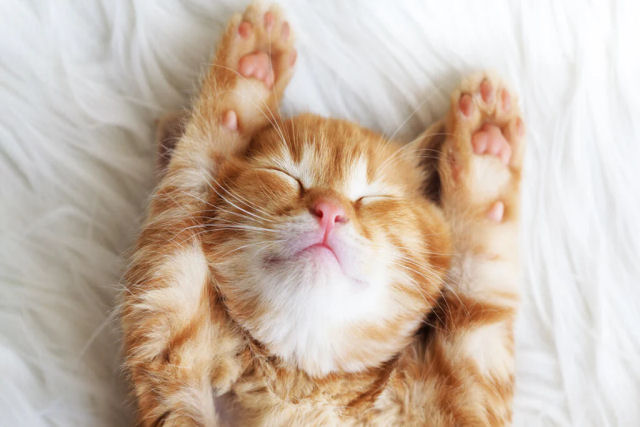 Precisamos realmente de 8 horas de sono todas as noites?