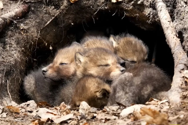 Oito minutos adorveis de filhotes de animais selvagens