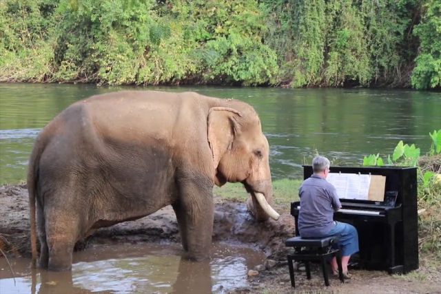 Pianista continua levando conforto a elefantes resgatados por santurio na Tailndia
