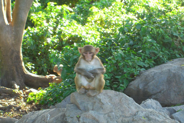 O que os macacos de ilha porto riquenha nos ensinaram sobre as consequncias de tempestades?