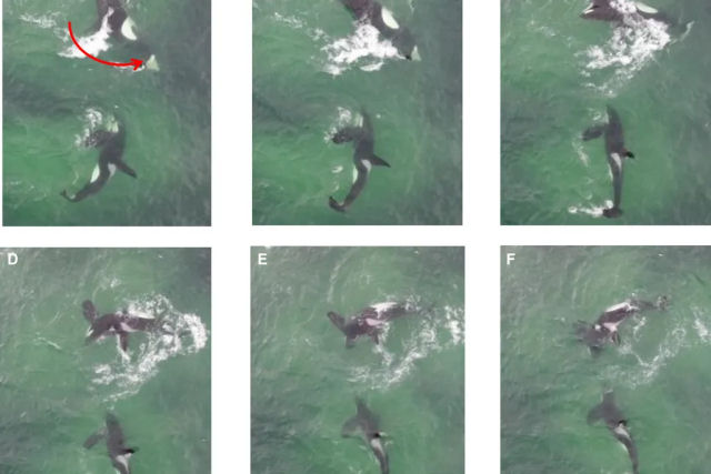 Orcas caam em pares altamente coordenados e aperfeioam seus movimentos com a prtica