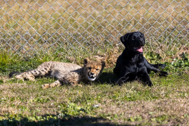 Filhota de chita de zoo australiano agora tem um improvvel 'melhor amigo': um cozinho