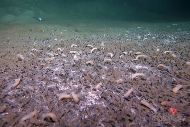 Imagens inditas capturam criaturas bizarras que prosperam nas profundezas extremas do oceano