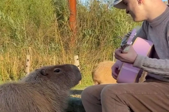 Violonista talentoso faz serenatas carinhosas para animais com seu violo