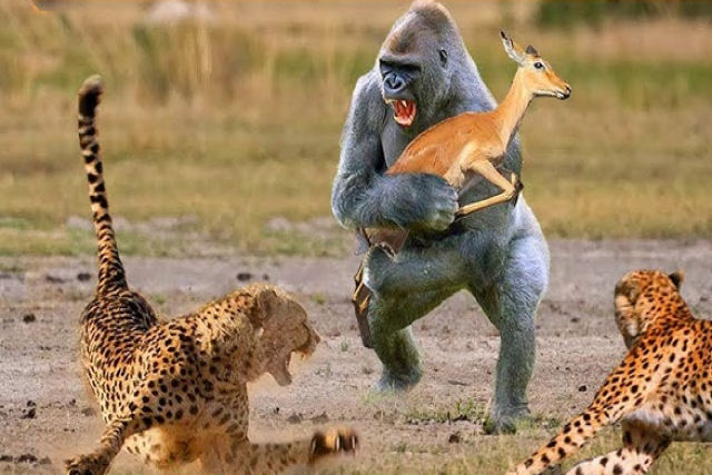 Por que certos animais ajudam outros a sobreviver?