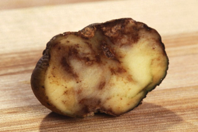 A Grande Fome da batata pode acontecer novamente
