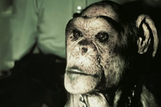 A histria do cientista sovitico que tentou cruzar chimpanzs com humanos