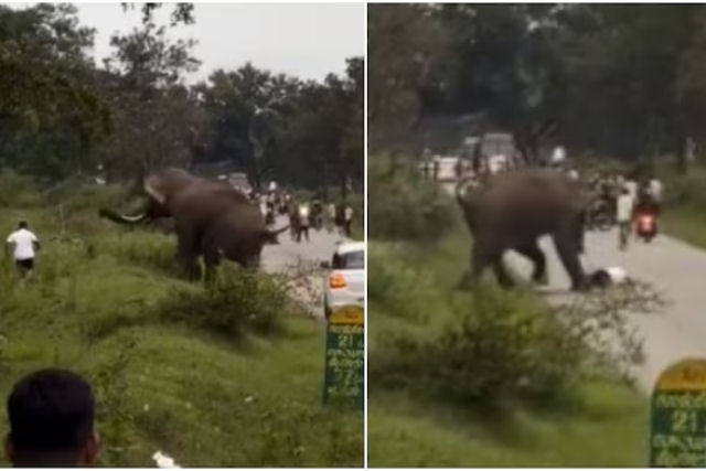Turista  pisoteado por elefante aps tentar tirar selfie com ele