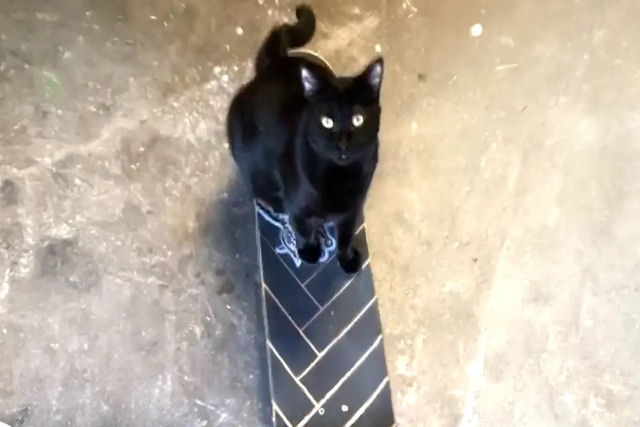 Gato preto abandonado aprende a andar de skate com seu humano marceneiro