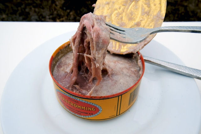 Gatos experimentam Surstrmming, a comida mais fedorenta do mundo!