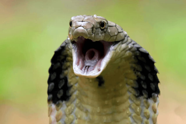 Como espcimes de cobras centenrias resolveram o mistrio da cobra-rei?