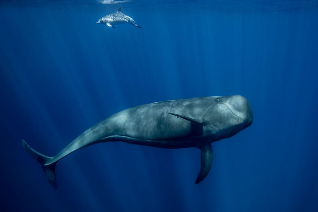 Estudo revela dinmica surpreendente entre baleias e golfinhos