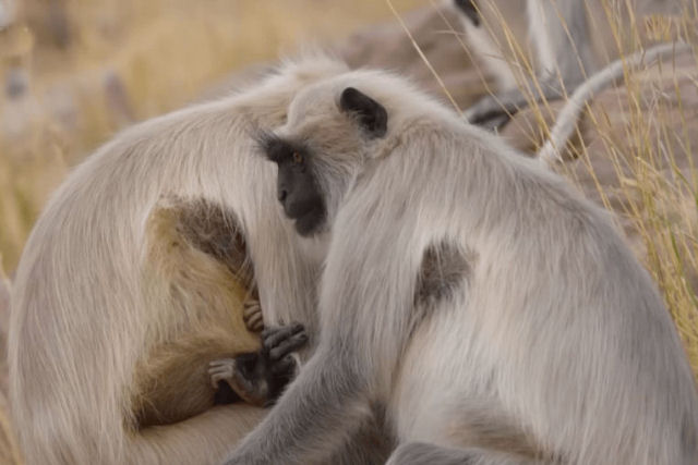 De bab a me: creche comunitria ajuda jovem langur a se preparar para a maternidade