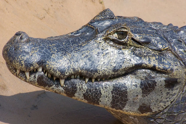 Por que os crocodilianos so especialistas em sobrevivncia?