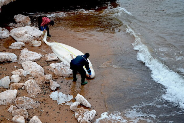Caiaquistas compassivos empurram uma baleia-beluga de 1.580 kg encalhada de volta ao oceano