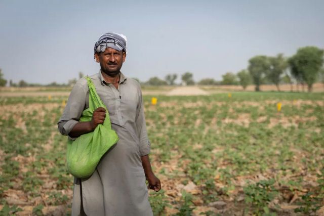 Como 20 milhes de pequenas propriedades agrcolas do Paquisto sobrevivem a enchentes e calor