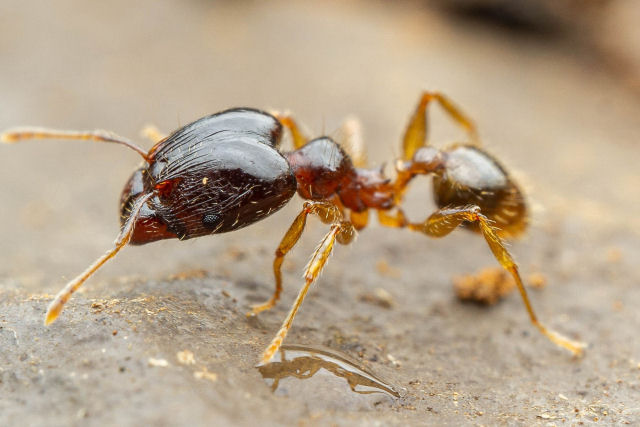 Como a introduo de formigas invasoras levou  mudana da dieta de lees no Qunia?