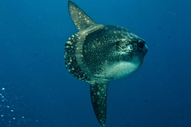 A estranha fisiologia do peixe-lua que o mantm protegido de predadores