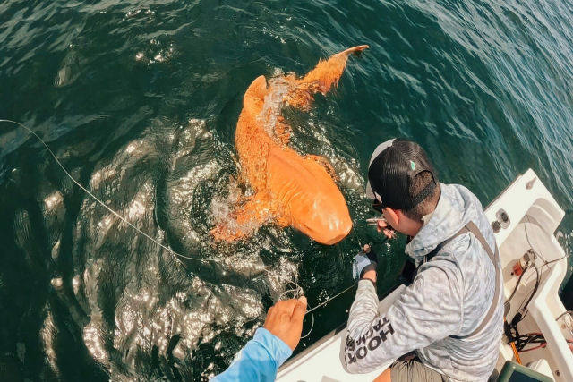 Cientistas ficam surpresos com tubaro laranja brilhante descoberto na costa da Costa Rica