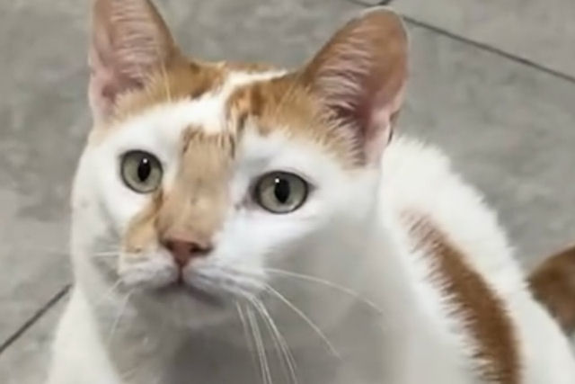 Rico, o gato que se tornou enfermeiro de uma clnica no Marrocos