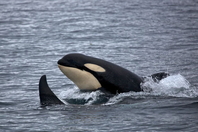 Orcas que compartilham presas com humanos podem estar tentando aprender 'quem somos', diz pesquisador