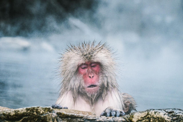 A histria por trs dos macacos banhistas do Japo