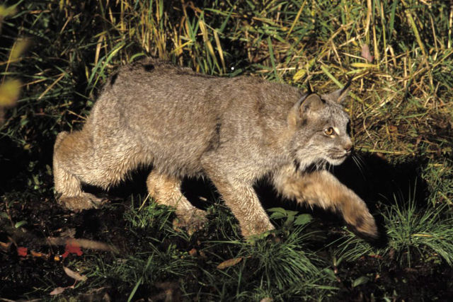 Por que o lince-do-Canad raramente  visto por humanos?