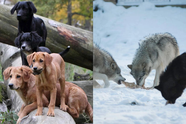Lobos superam ces em teste de trabalho em equipe