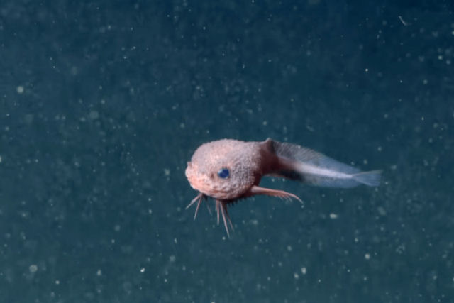 Peixe abissal chama ateno por sua fofura