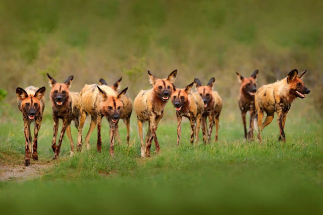 Ces-selvagens-africanos votam com espirros para decidirem se vo caar ou no