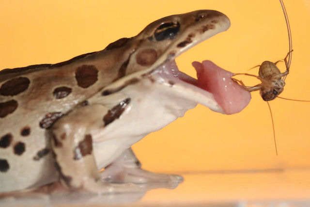 O que torna a lngua do sapo to pegajosa  sua saliva