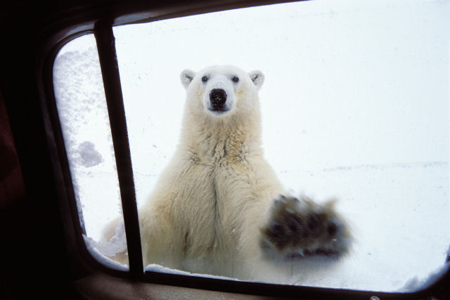 Churchill, a capital do urso-polar no Canad
