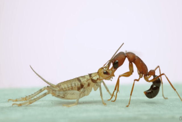 A formiga-saltadora-indiana salta e pica para matar sua presa