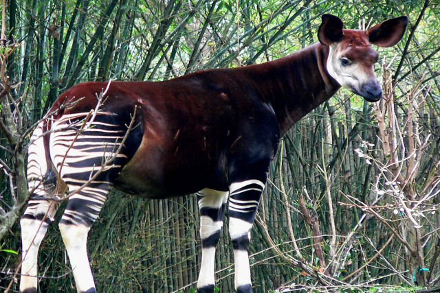 Quando foi descoberto, o ocapi era considerado uma epcie de 'unicrnio africano'