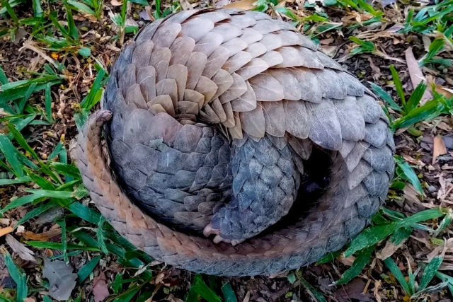 A biologia incrvel do pangolim ameaado de extino