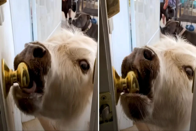 Mini-bezerro invade casa para ficar com os cachorros