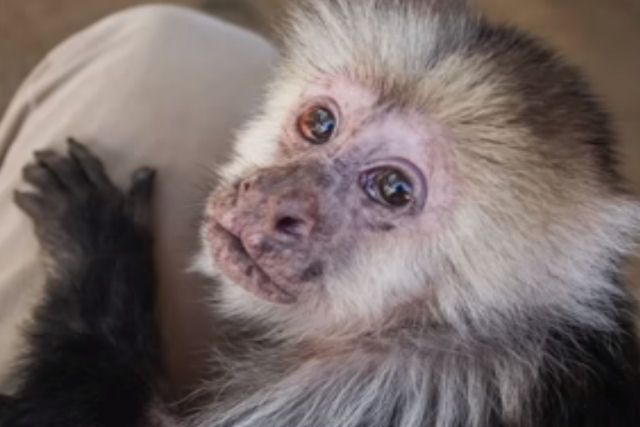 Macaquinhos idosos finalmente tem um lar para chamar de seu