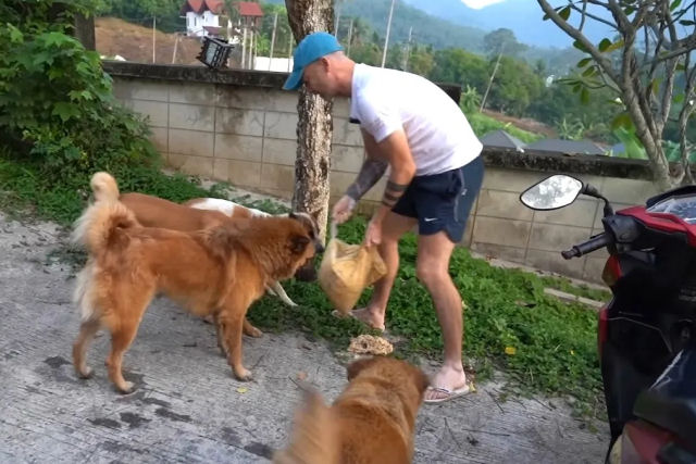 Homem compassivo e sua equipe dedicada alimentam mais de mil ces de rua na Tailndia todos os dias